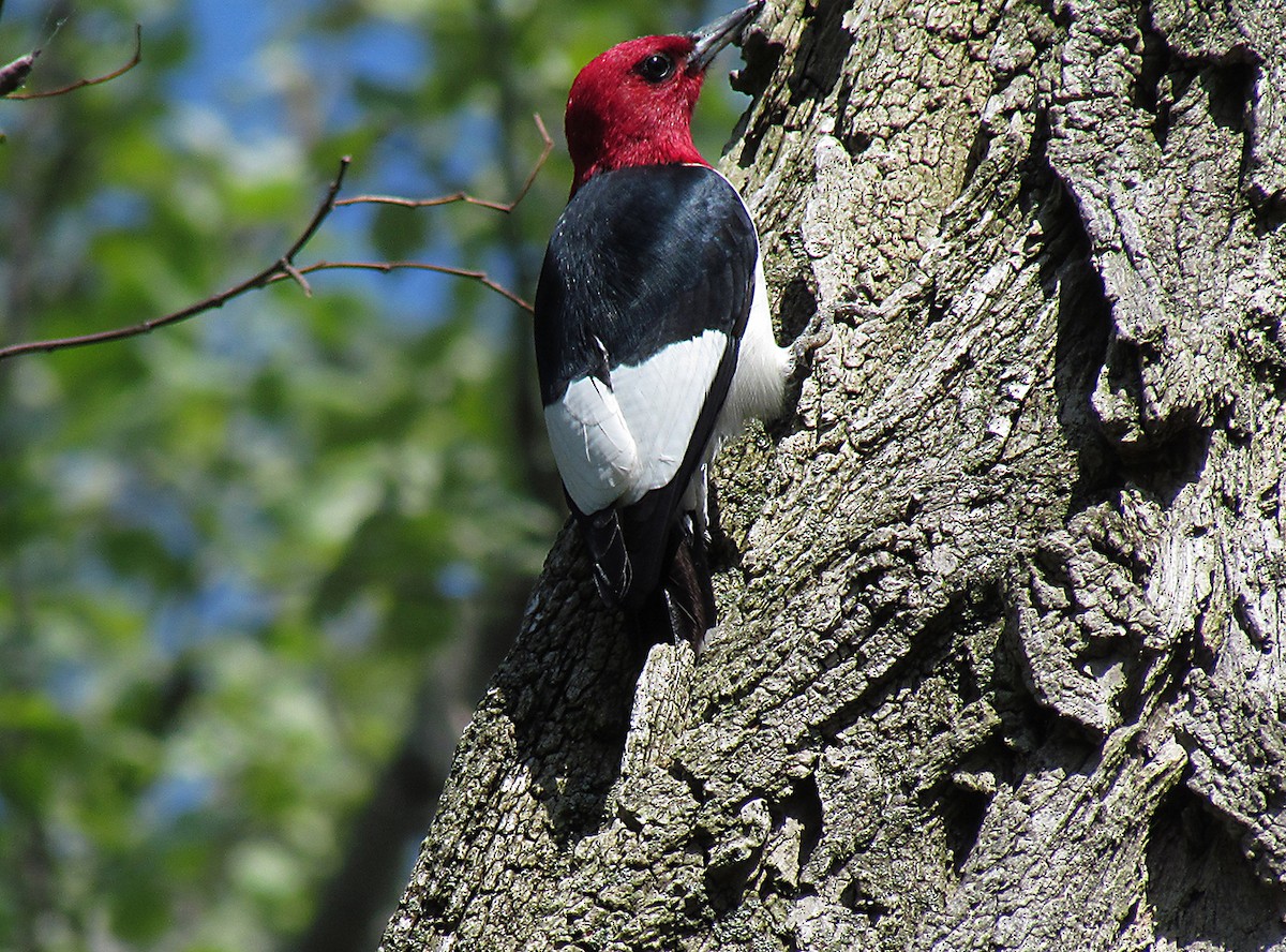 Red-headed Woodpecker - Mourad Jabra