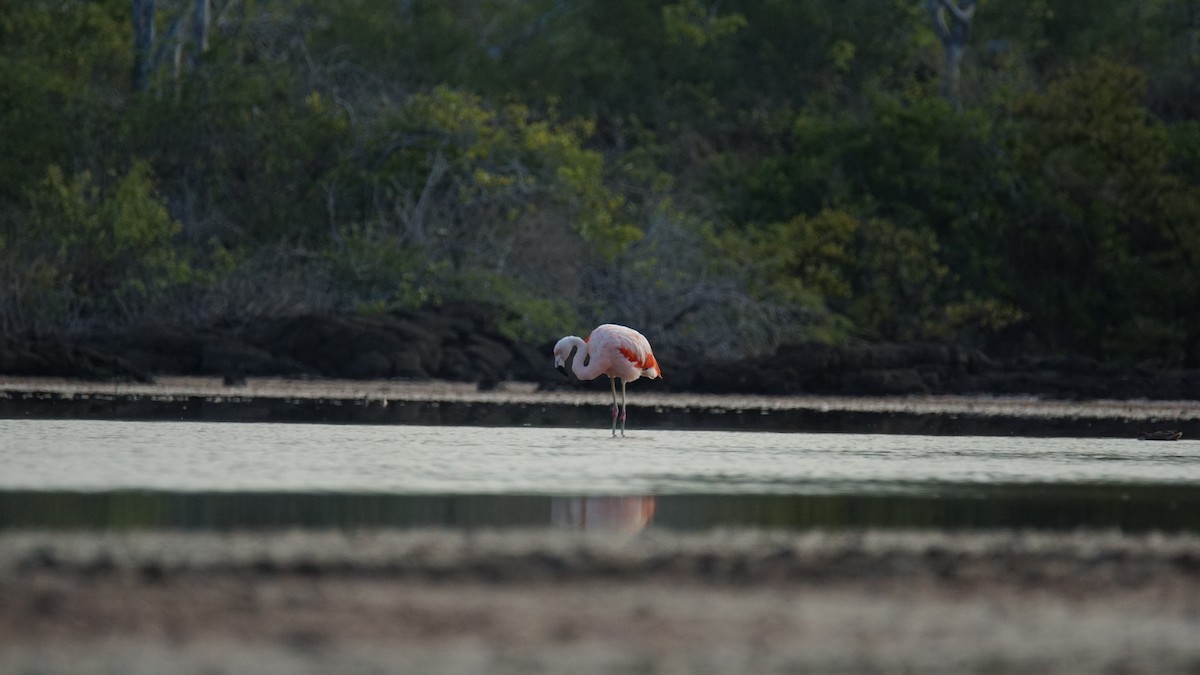 Şili Flamingosu - ML96525051