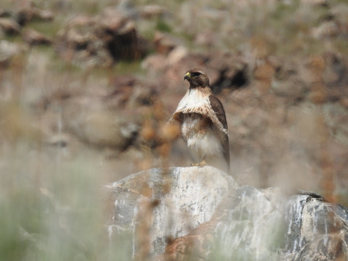 Red-tailed Hawk (calurus/alascensis) - Barb eastman