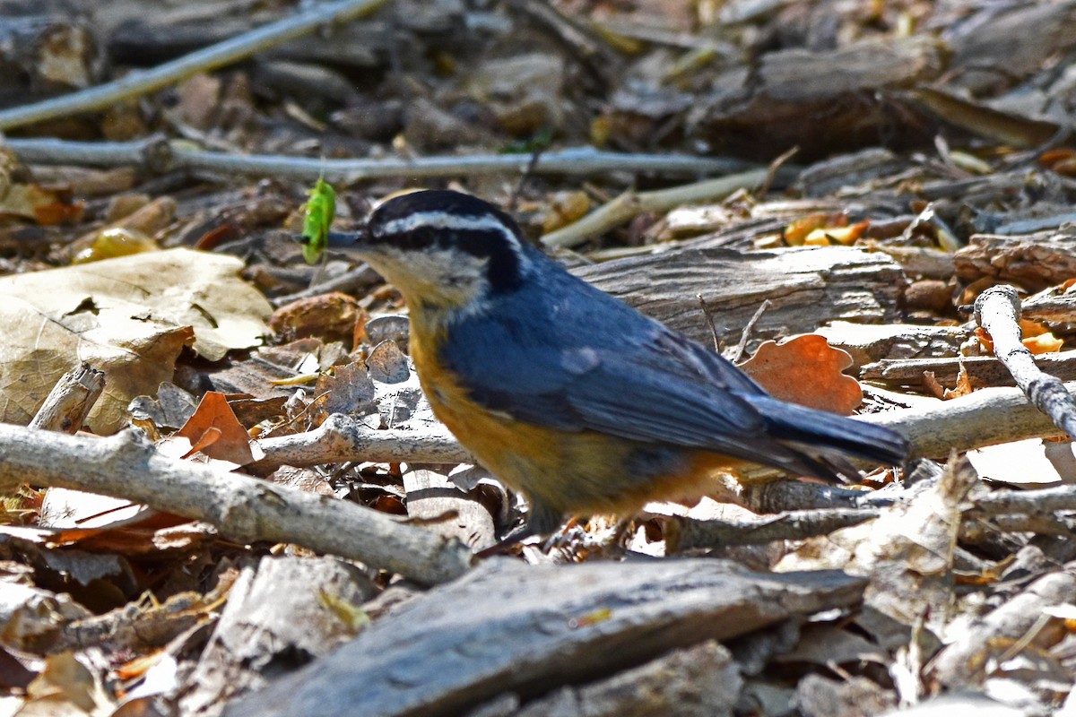 Red-breasted Nuthatch - Nate Gowan