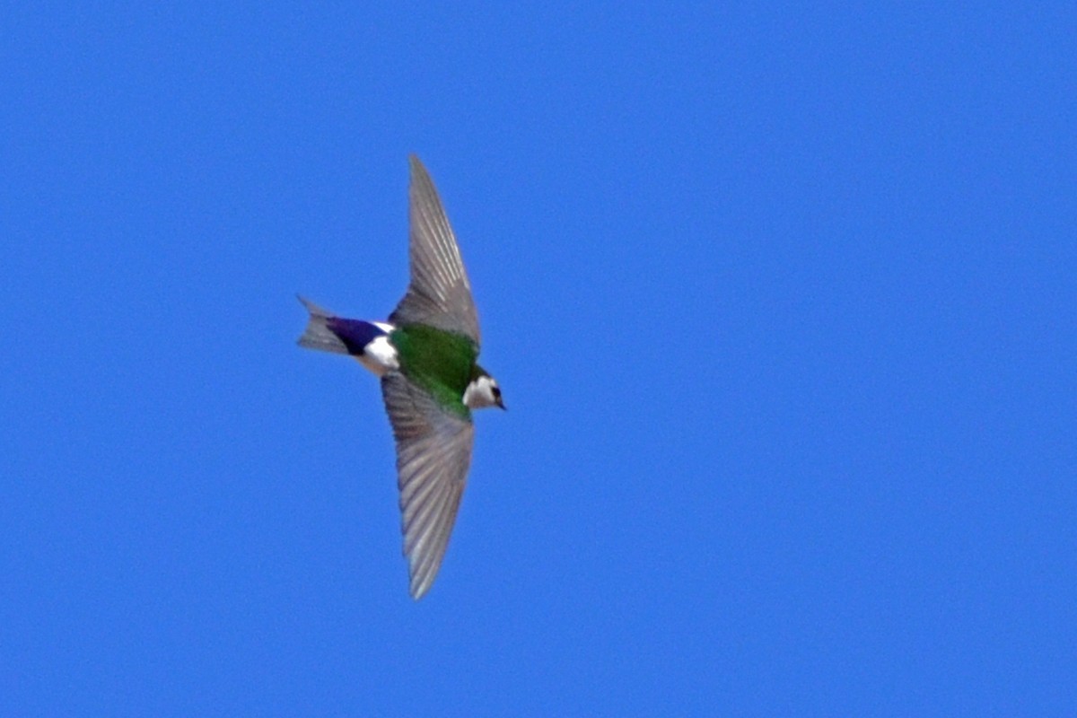 Violet-green Swallow - Nate Gowan