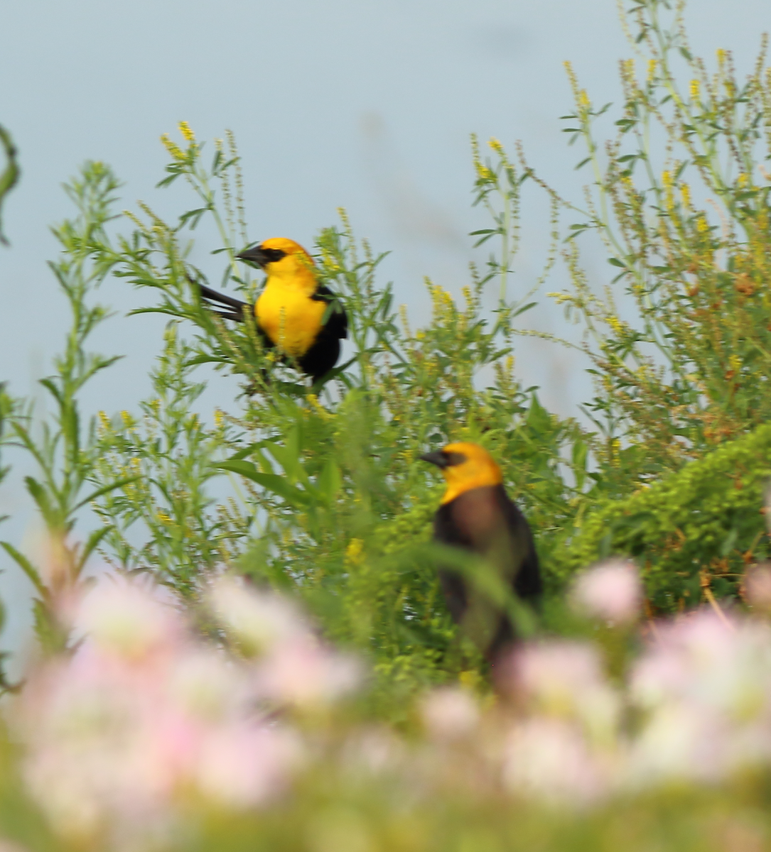 Yellow-headed Blackbird - Richard Kinney