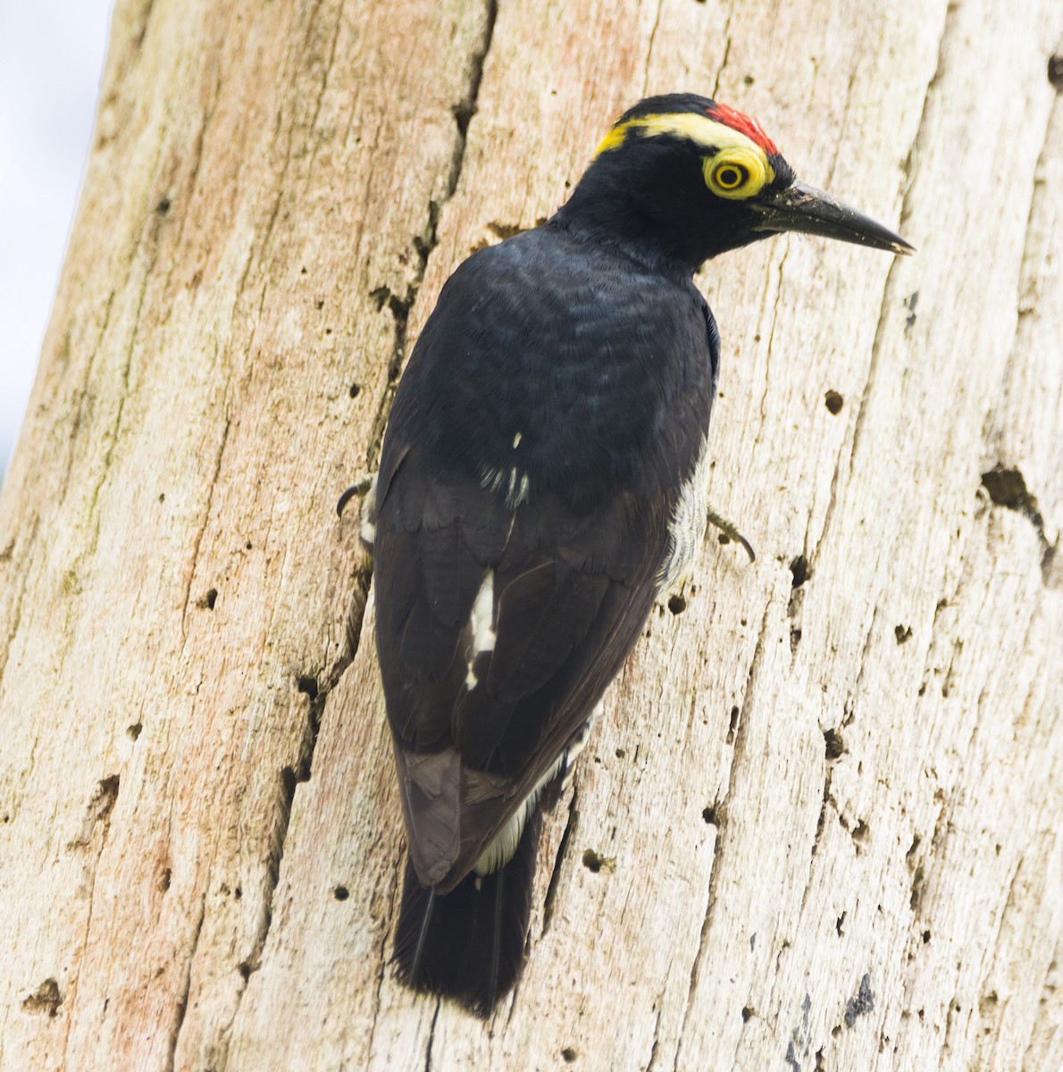 Yellow-tufted Woodpecker - ML96531731