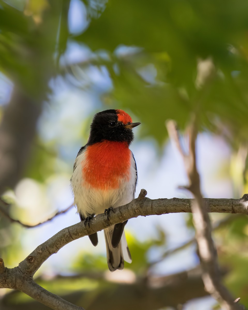 Red-capped Robin - ML96532141