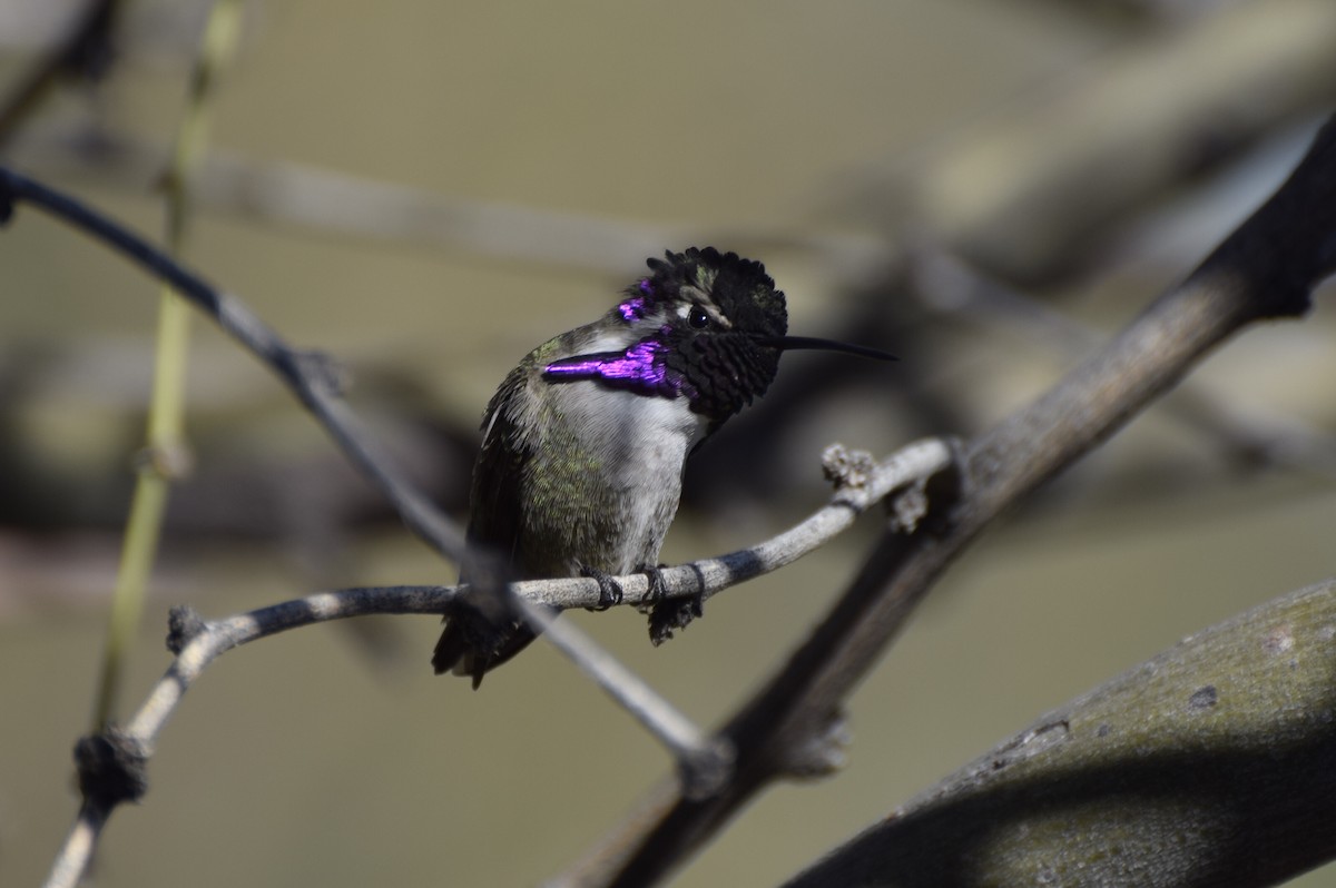 Costa's Hummingbird - ML96532701