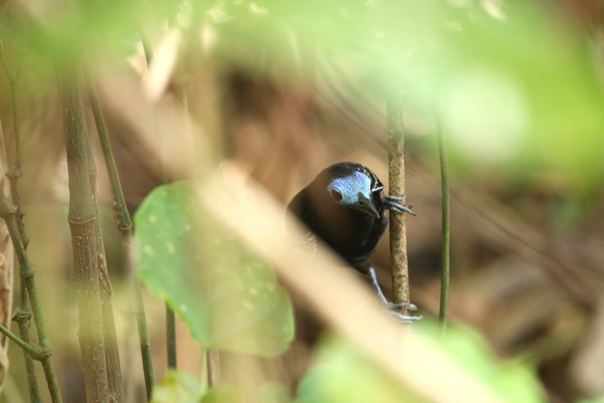Bare-crowned Antbird - Aaron Maizlish