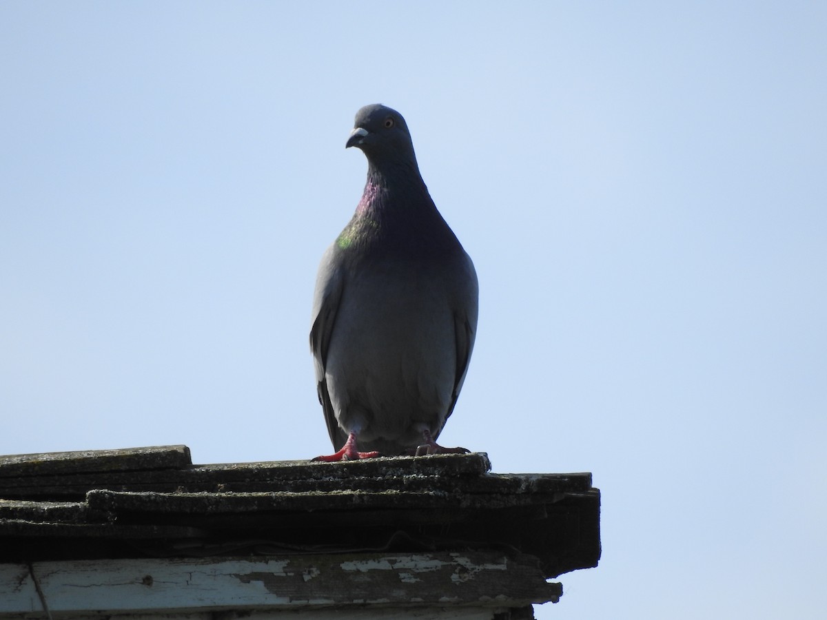 Rock Pigeon (Feral Pigeon) - ML96539951