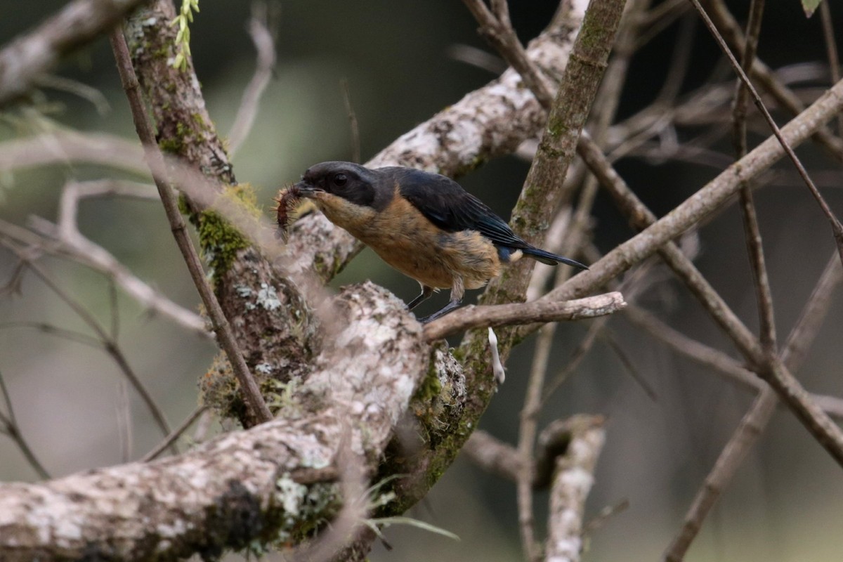 Fawn-breasted Tanager - ML96540211
