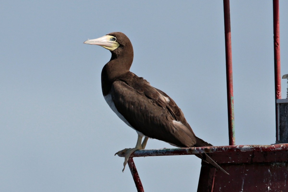 Brown Booby - ML96541221