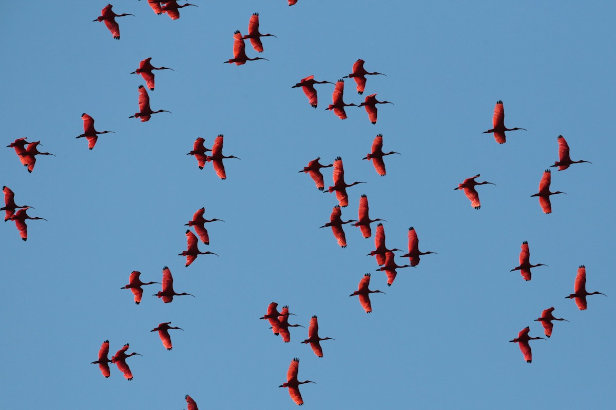 Scarlet Ibis - Aaron Maizlish