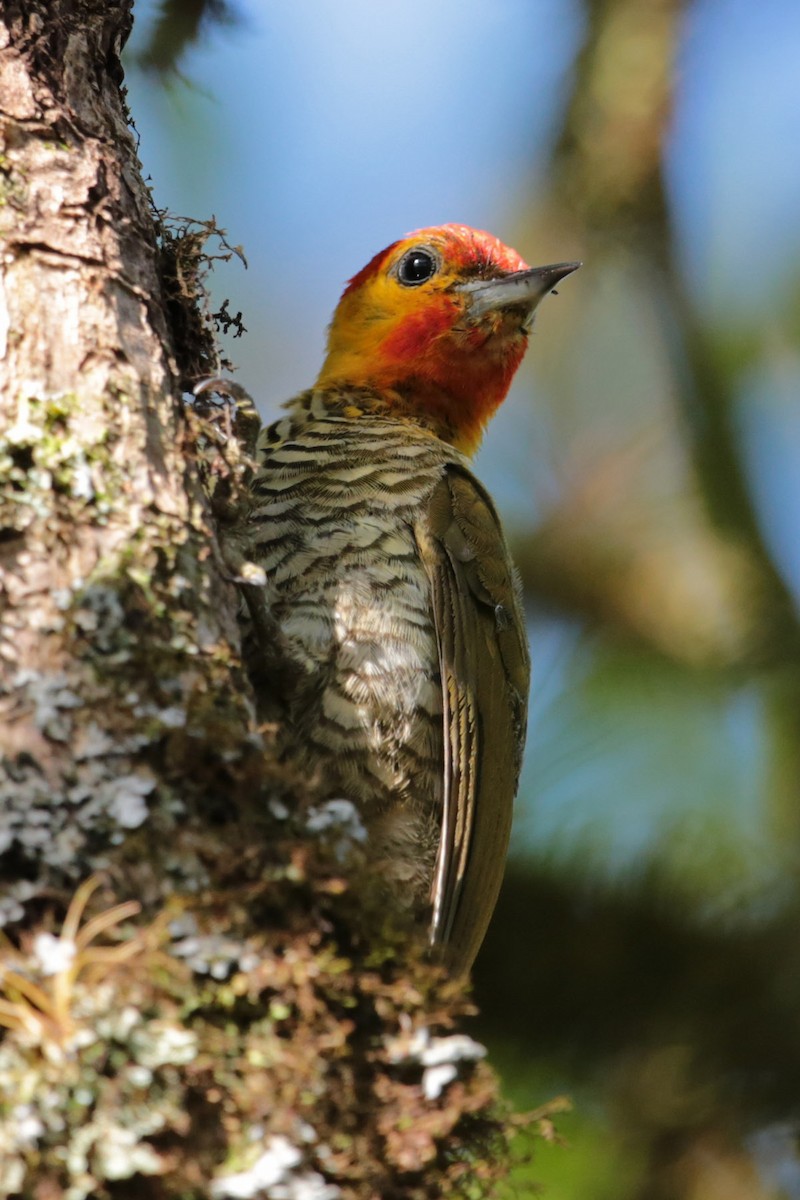 Yellow-throated Woodpecker - ML96541391