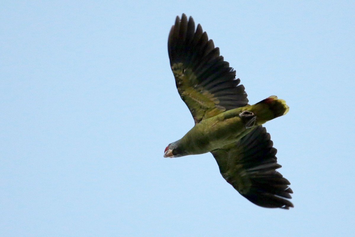 Red-tailed Parrot - ML96541401