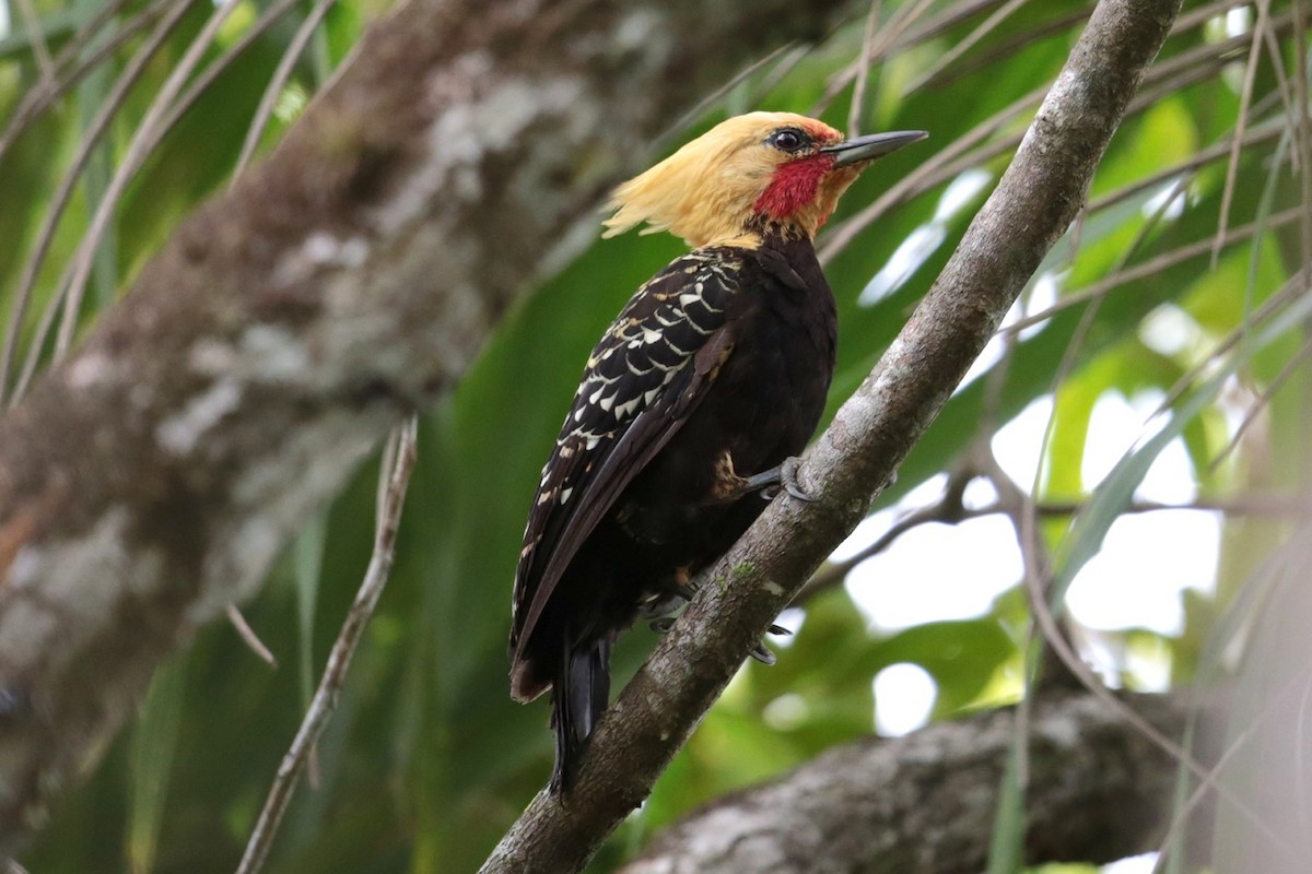 Blond-crested Woodpecker - Aaron Maizlish