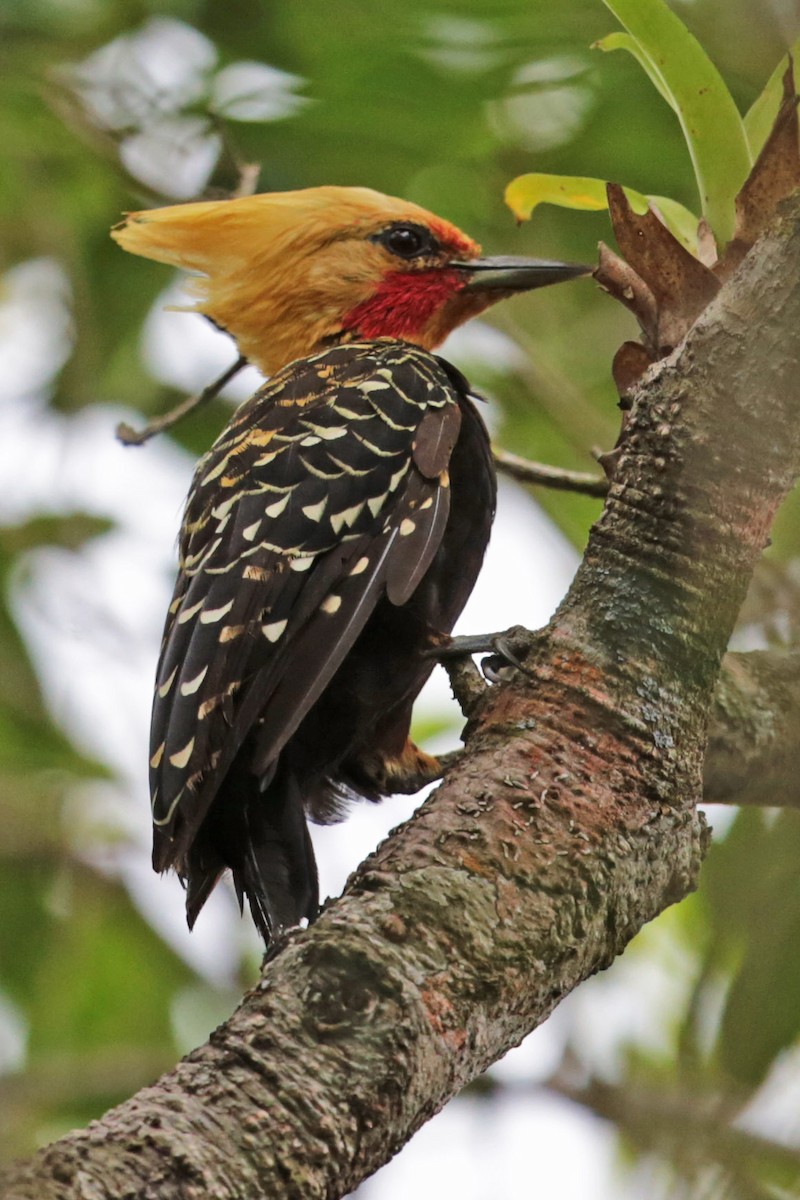 Blond-crested Woodpecker - ML96541651