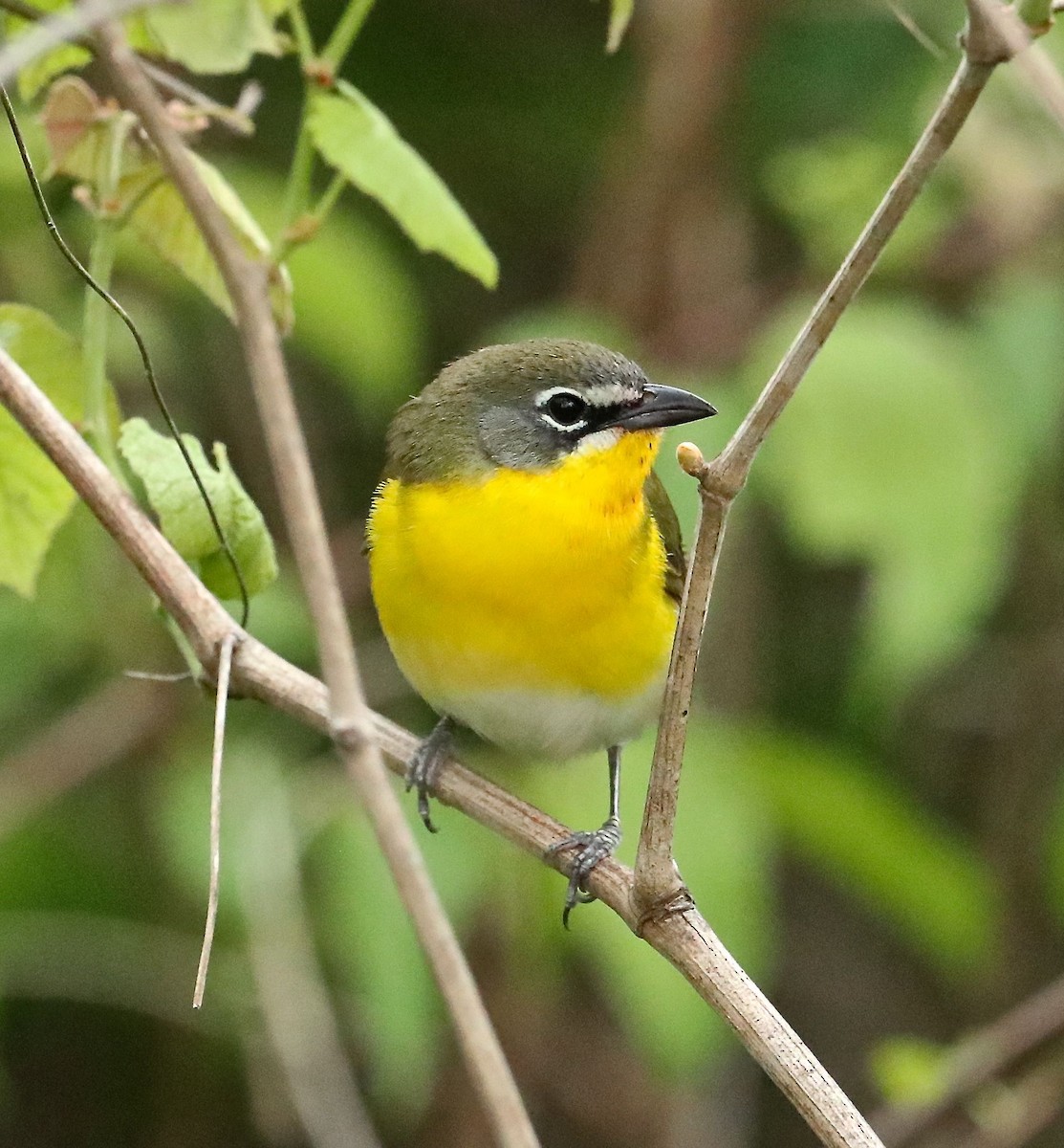 Yellow-breasted Chat - Charles Lyon