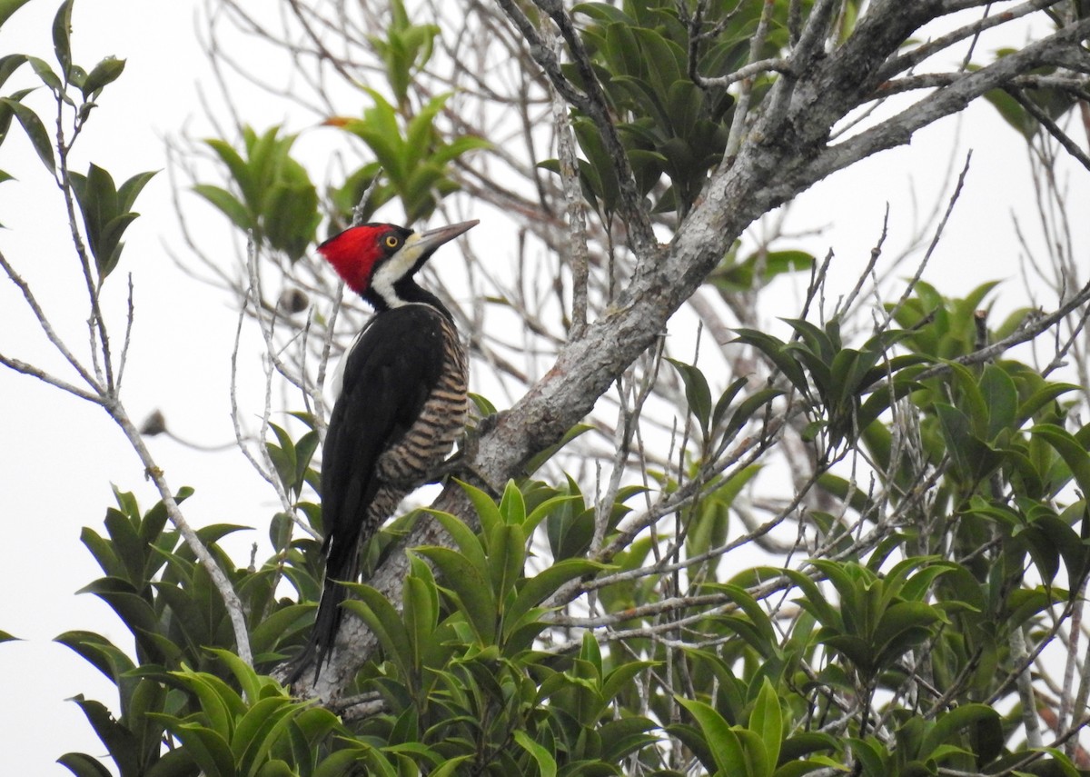 Crimson-crested Woodpecker - Heidi Ware Carlisle