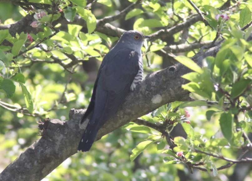 Himalayan Cuckoo - Aadrit Joseph