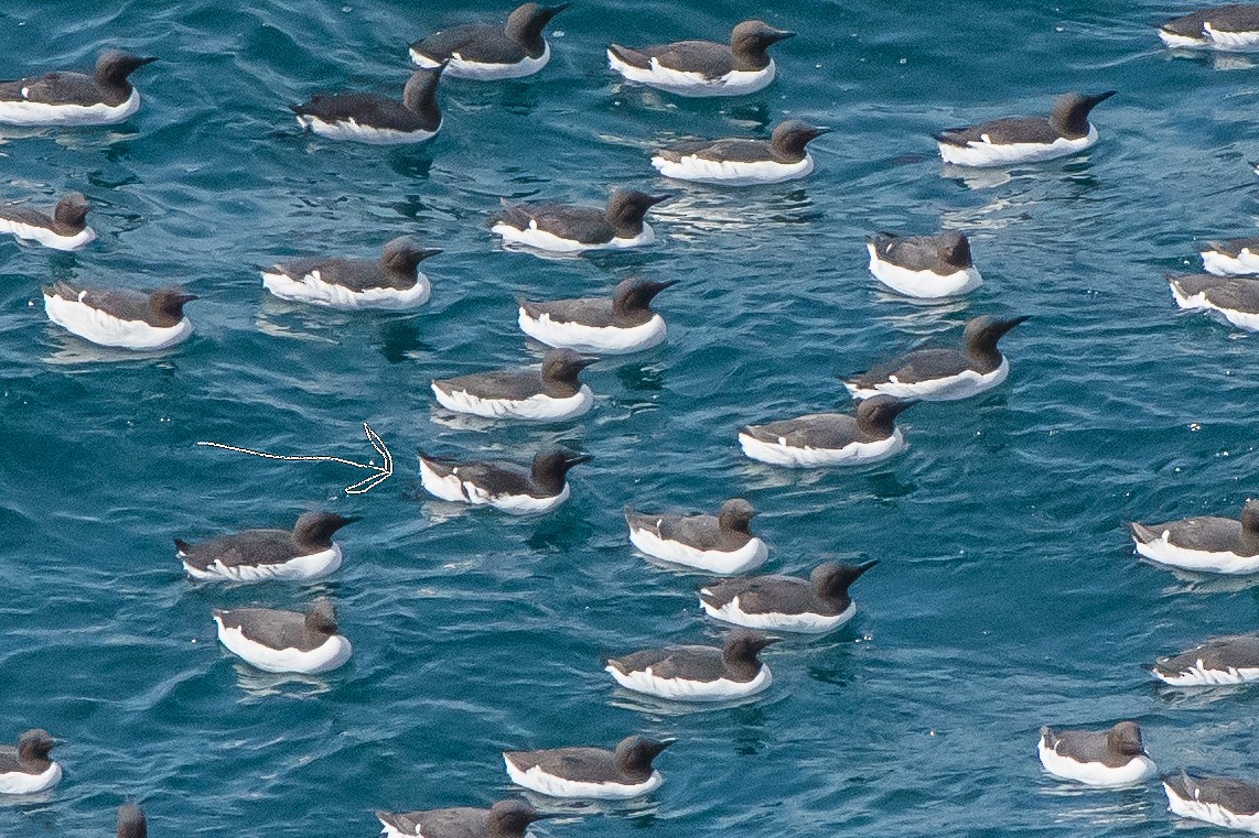 Thick-billed Murre - Frank King