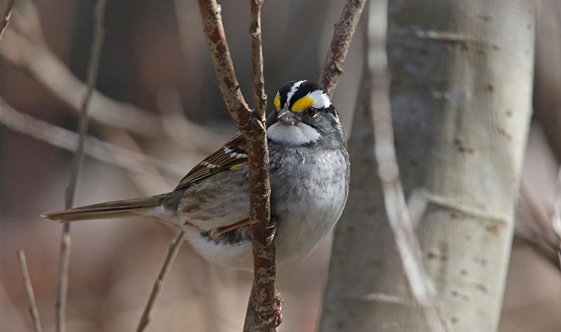 White-throated Sparrow - patrick hacala