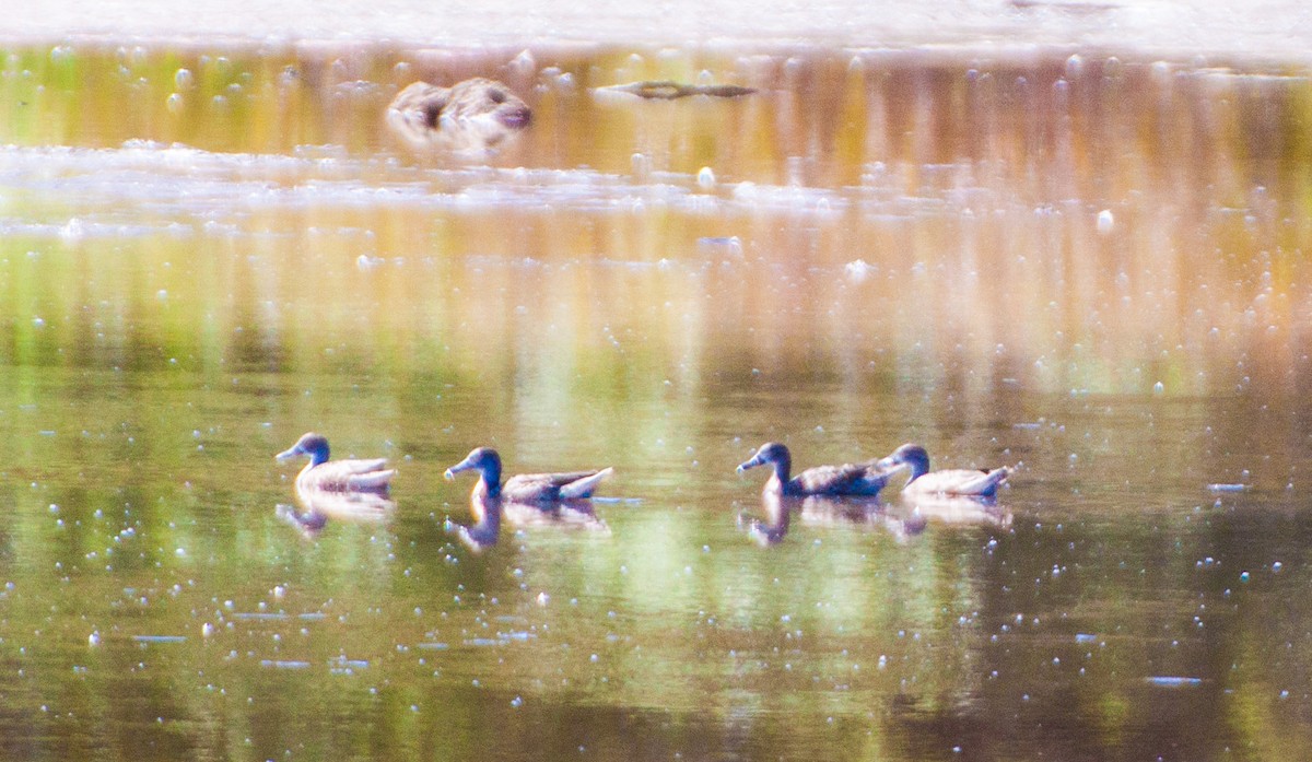 Blue-winged Teal - D England