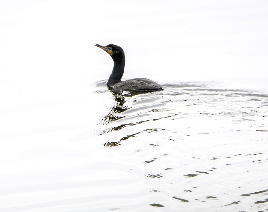 Double-crested Cormorant - Marianne Taylor