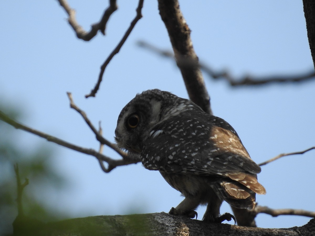 Spotted Owlet - ML96552071