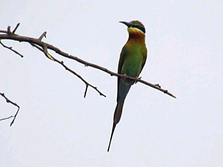 Blue-tailed Bee-eater - Raja Simma Pandiyan
