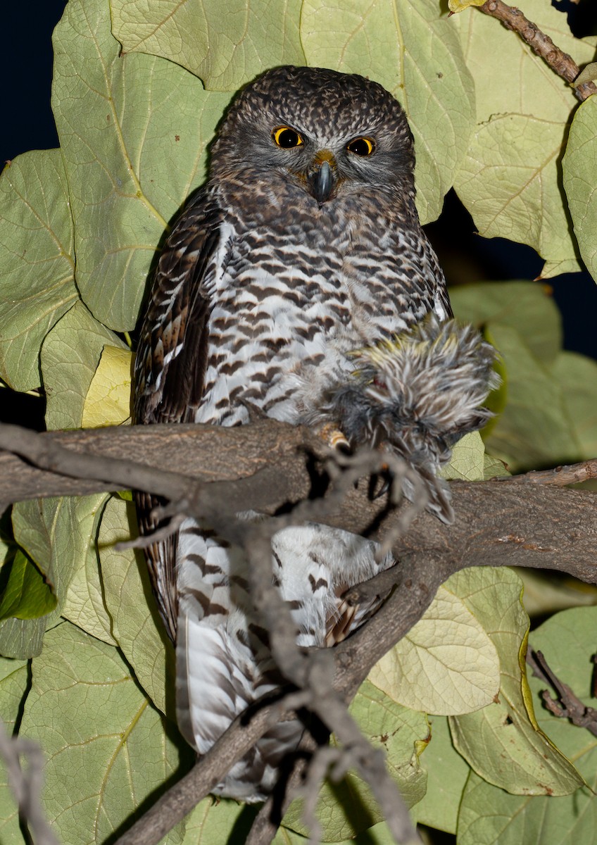 Powerful Owl - Aiden Webb