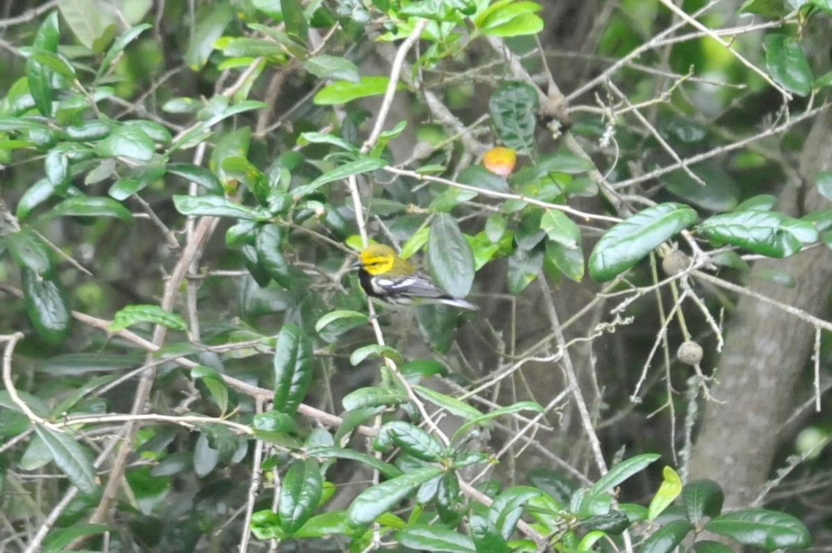 Black-throated Green Warbler - Carlos/Giancarla Ross