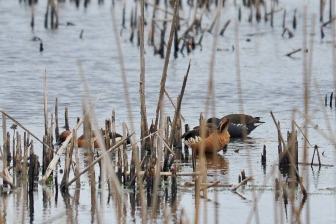 Fulvous Whistling-Duck - Carlos/Giancarla Ross