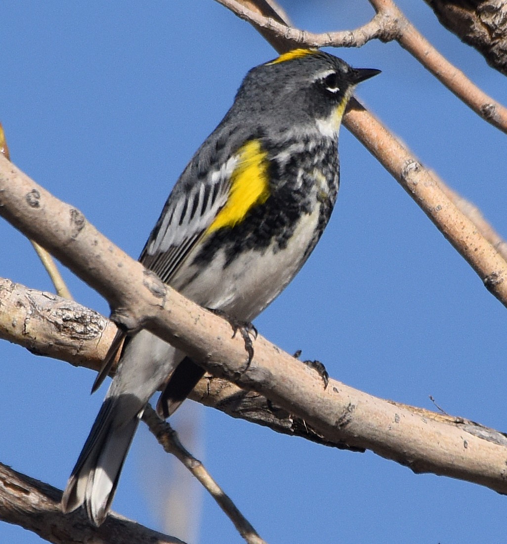 Yellow-rumped Warbler (Myrtle x Audubon's) - ML96558571