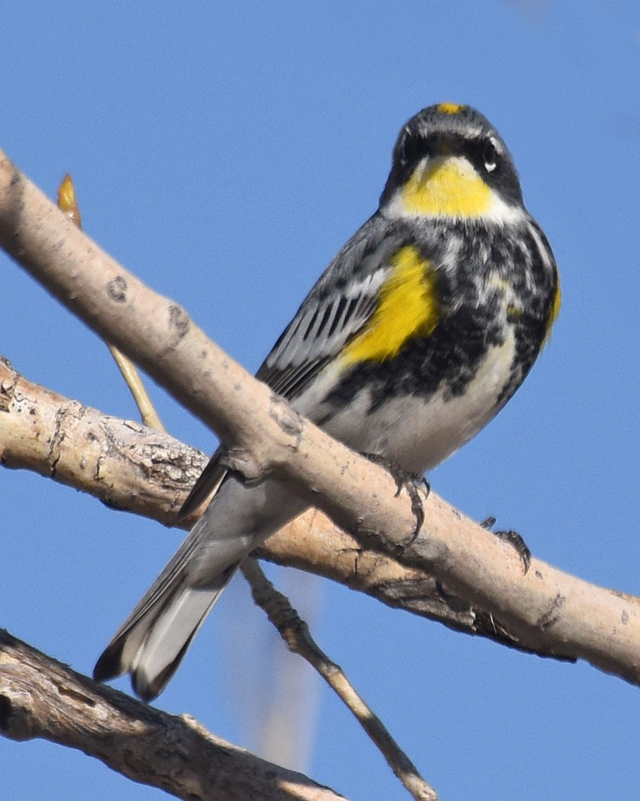 Yellow-rumped Warbler (Myrtle x Audubon's) - ML96558591