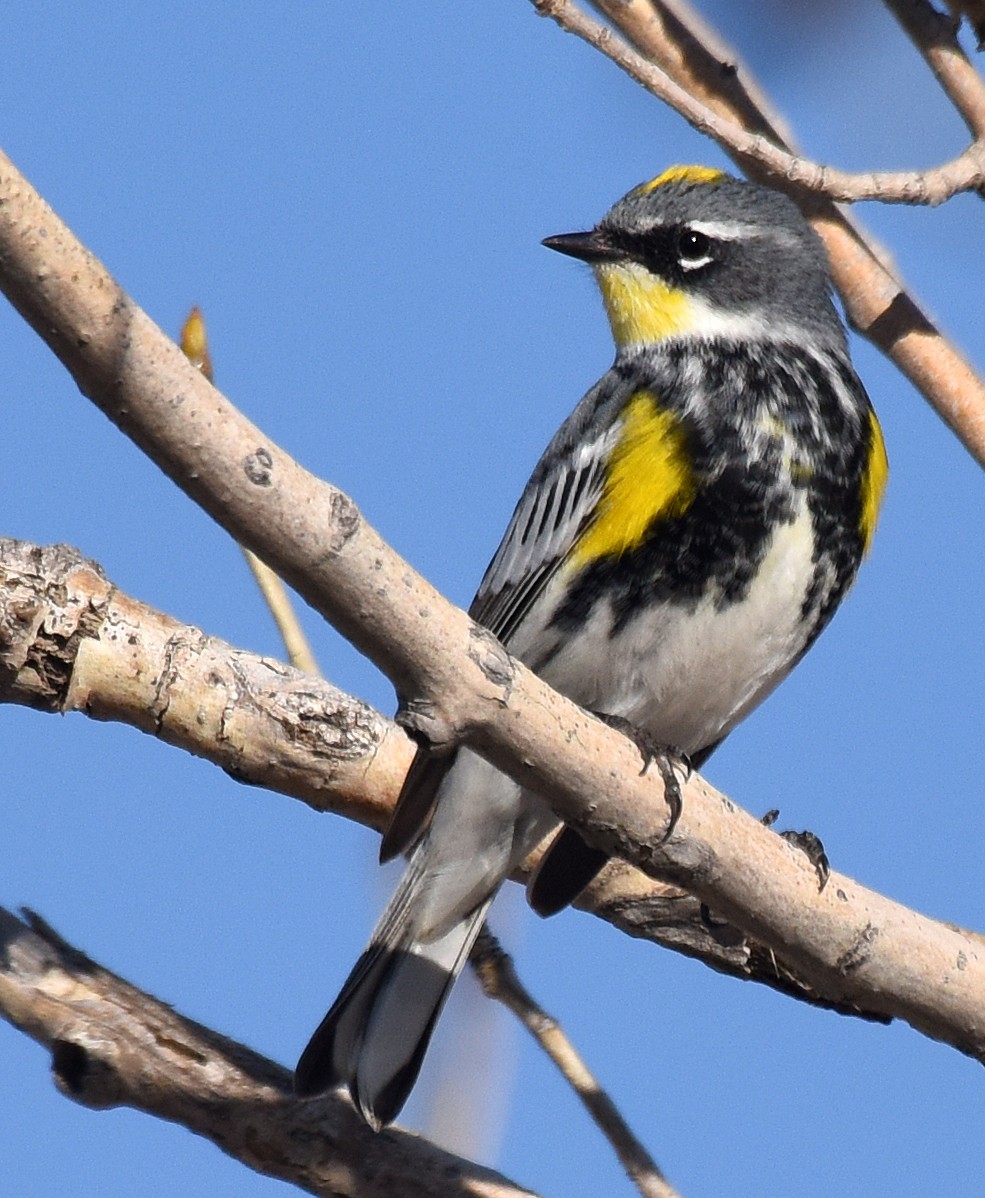 Yellow-rumped Warbler (Myrtle x Audubon's) - ML96558601