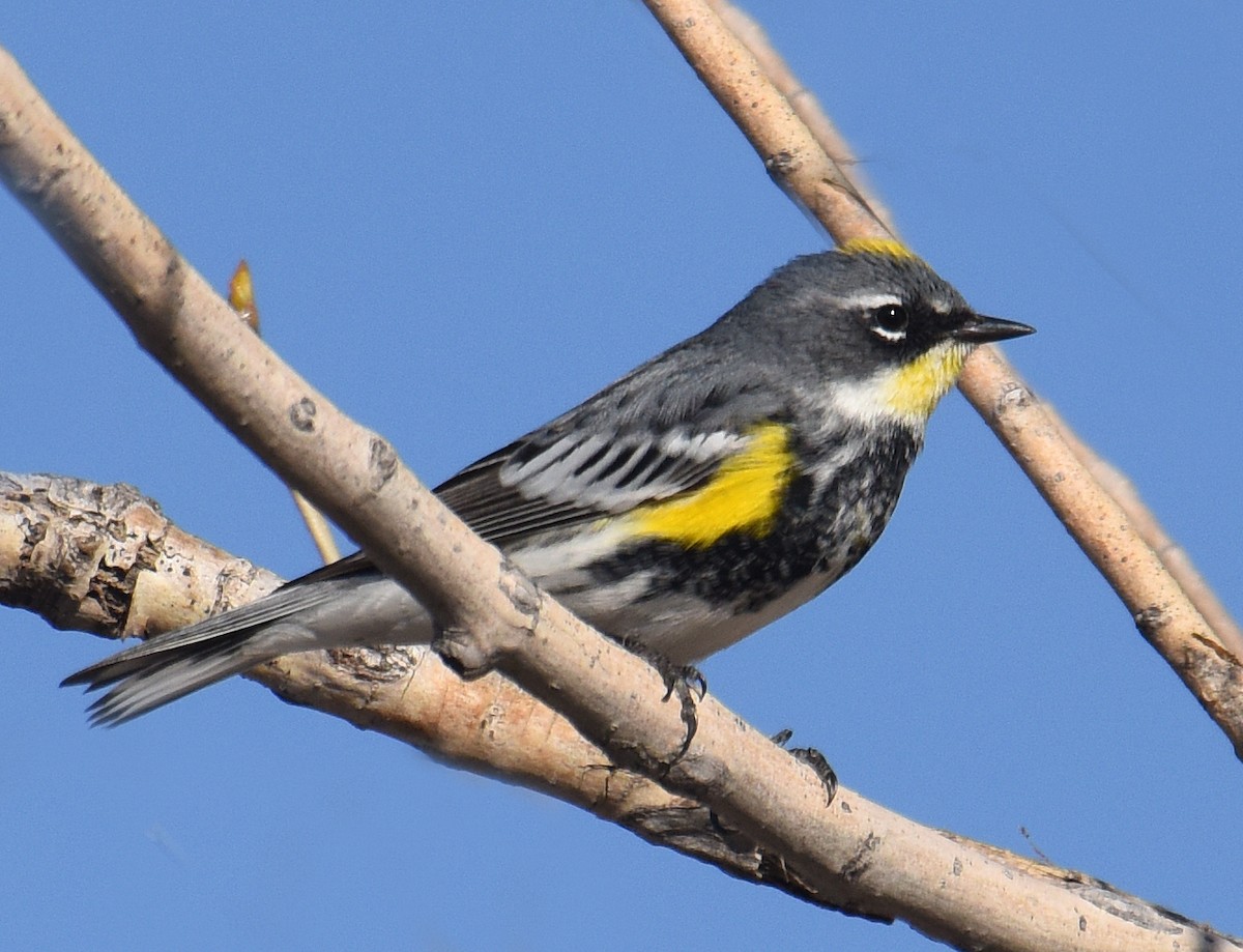 Yellow-rumped Warbler (Myrtle x Audubon's) - ML96558611