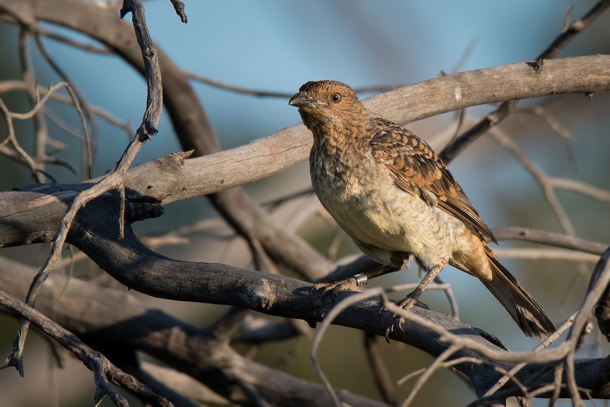 Spotted Bowerbird - ML96559101
