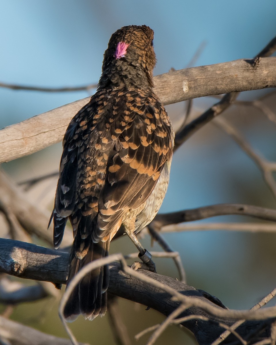 Spotted Bowerbird - ML96559111