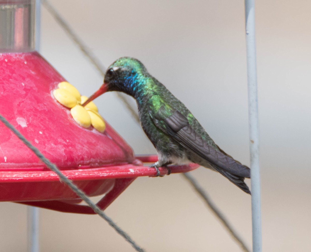 Broad-billed Hummingbird - Jordan Broadhead