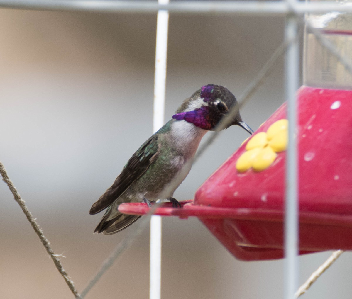 Costa's Hummingbird - Jordan Broadhead