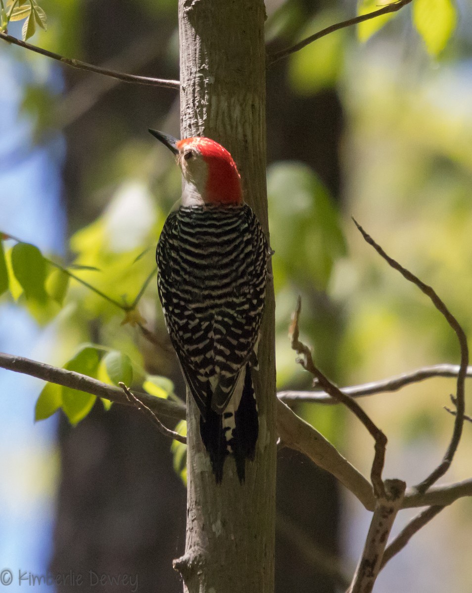 Red-bellied Woodpecker - ML96560121