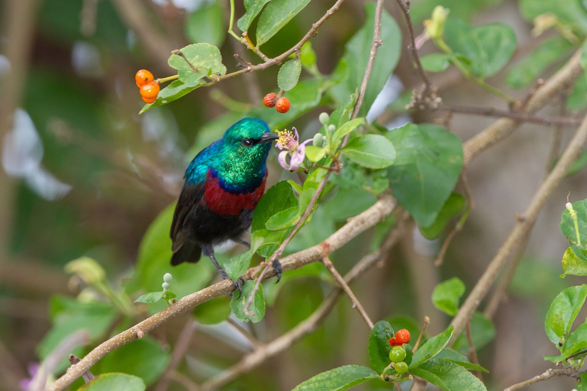 Red-chested Sunbird - ML96560881