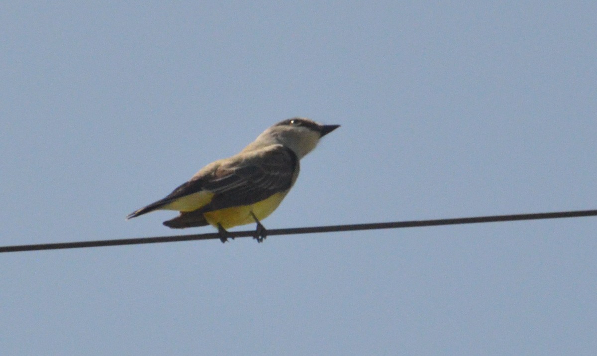yellow-bellied kingbird sp. - J. Micheal Patterson