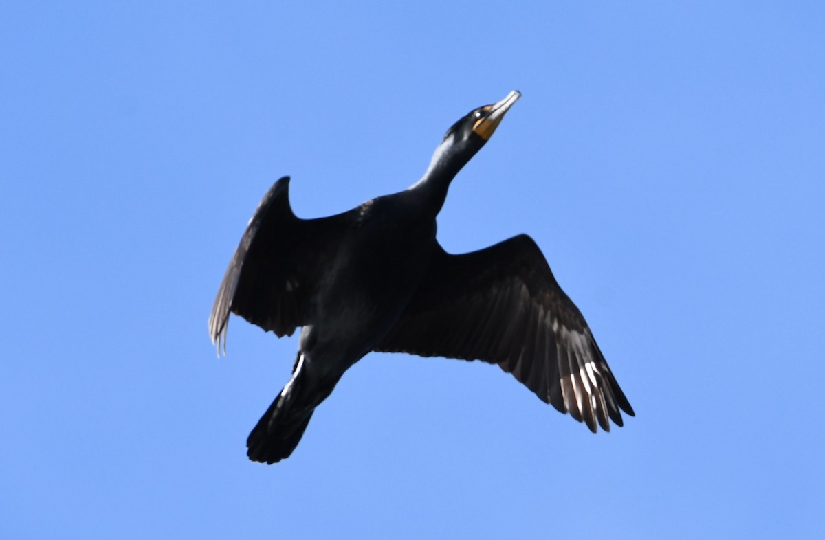 Double-crested Cormorant - Barry Blust