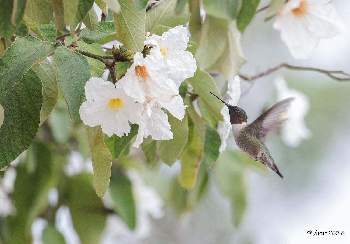 Ruby-throated Hummingbird - Janey Woodley