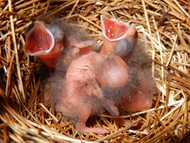 Northern Cardinal hatchlings at about 1–2 days old, with natal down. - Northern Cardinal - 