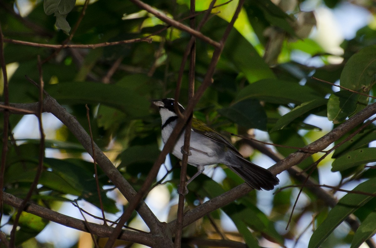 Pectoral Sparrow - Marcos Eugênio Birding Guide