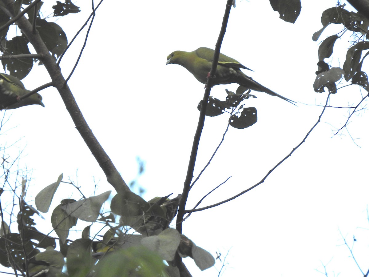 Pin-tailed Green-Pigeon - Liao Tzu-Chiang