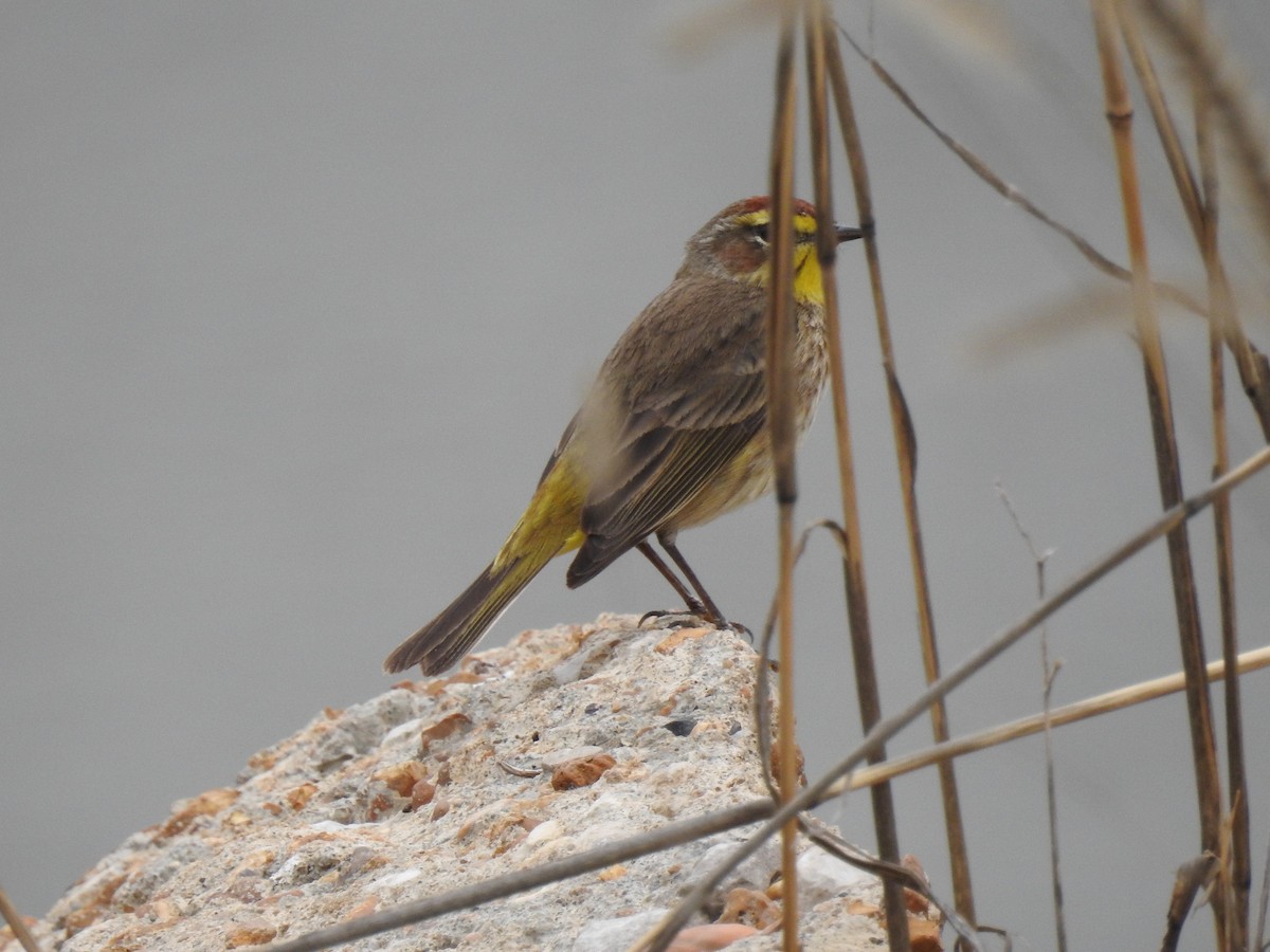 Palm Warbler - Mike Thelen