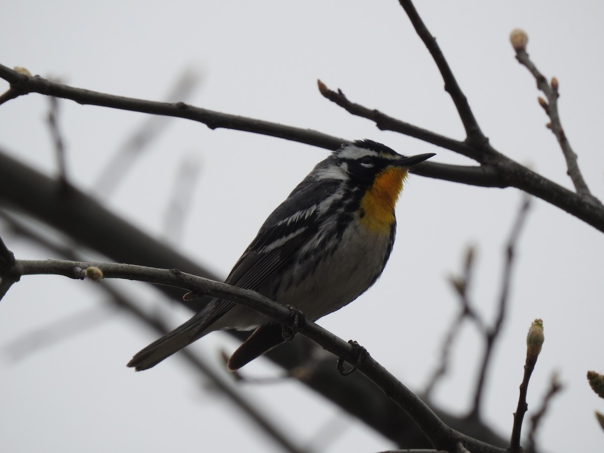 Yellow-throated Warbler - Mike Thelen