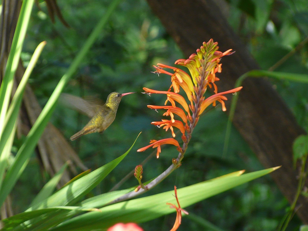 Gilded Hummingbird - Carlos D'Angelo