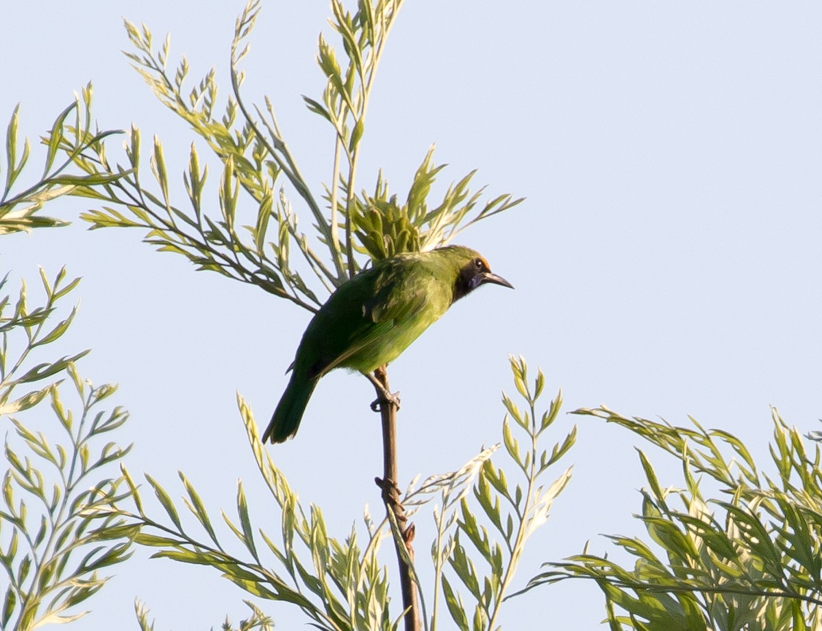 Golden-fronted Leafbird - Ian Burgess
